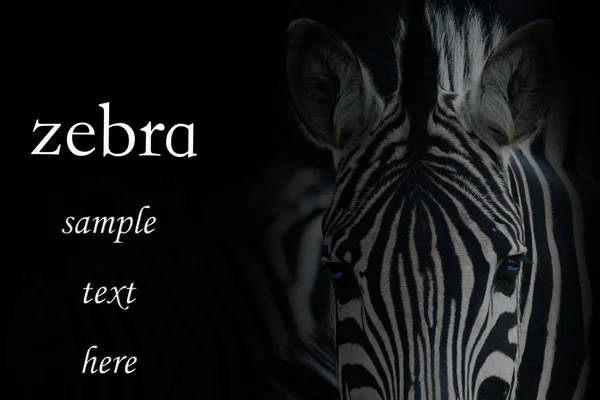 Zebra-Porträt — Stockfoto