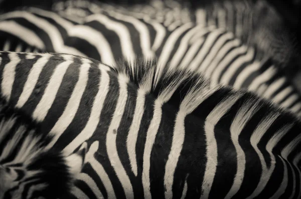 Vzor Zebra — Stock fotografie