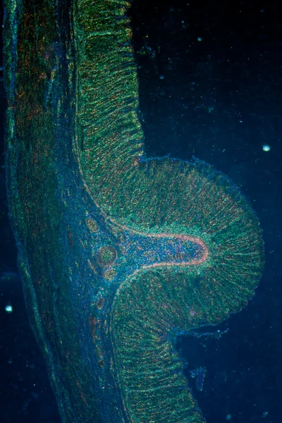 Micrografia do tecido estomacal — Fotografia de Stock