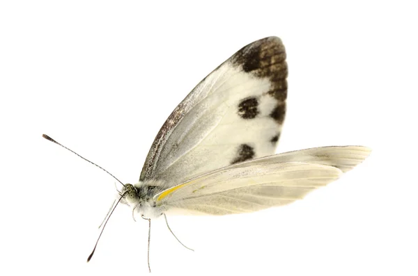 Borboleta branca pequena — Fotografia de Stock