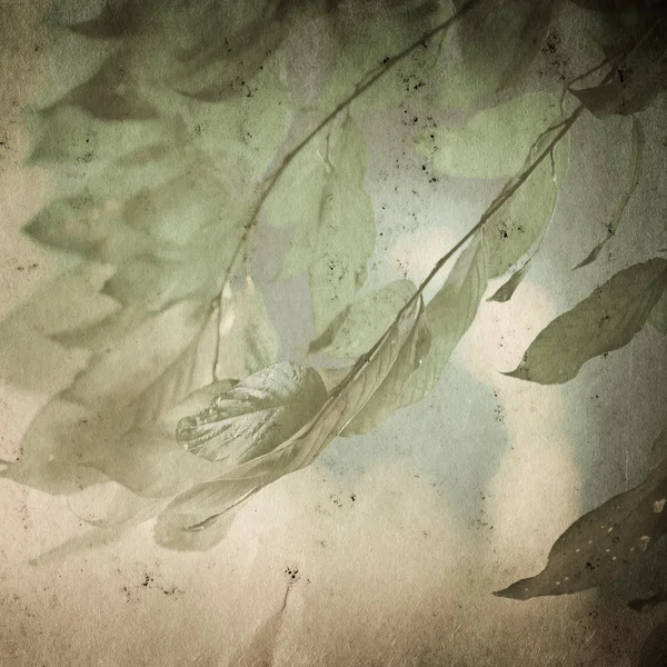 Jarní příroda zelená listová staré grunge papír textury — Stock fotografie
