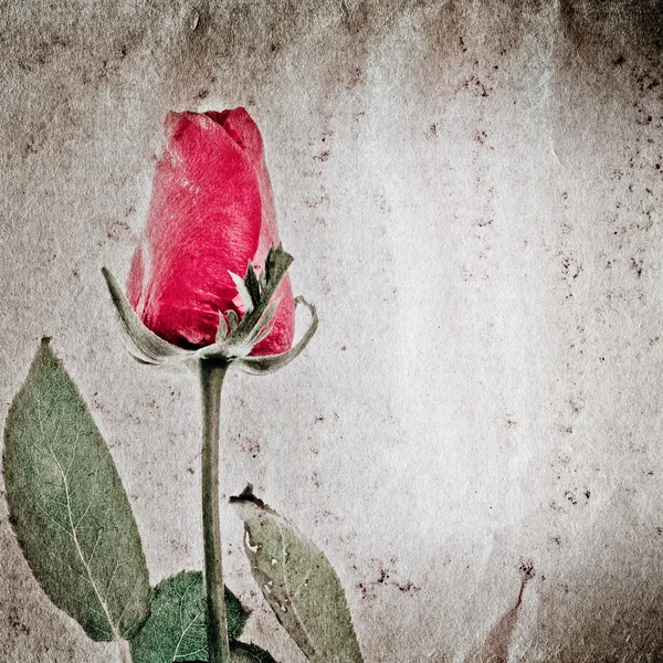 红玫瑰花卉老 grunge 纸张纹理 — 图库照片