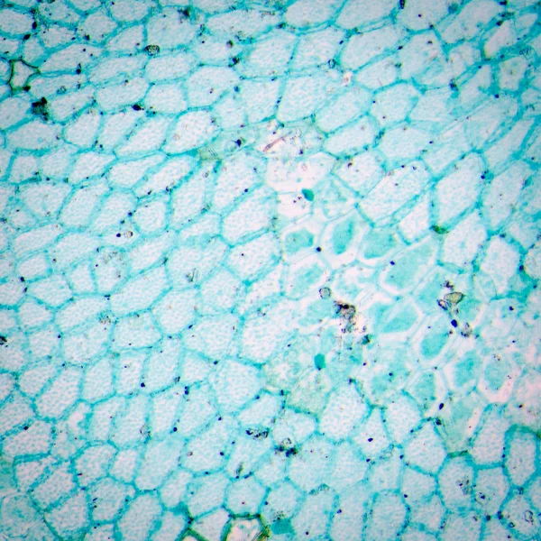 新孢子体的蕨叶 prothallium — 图库照片