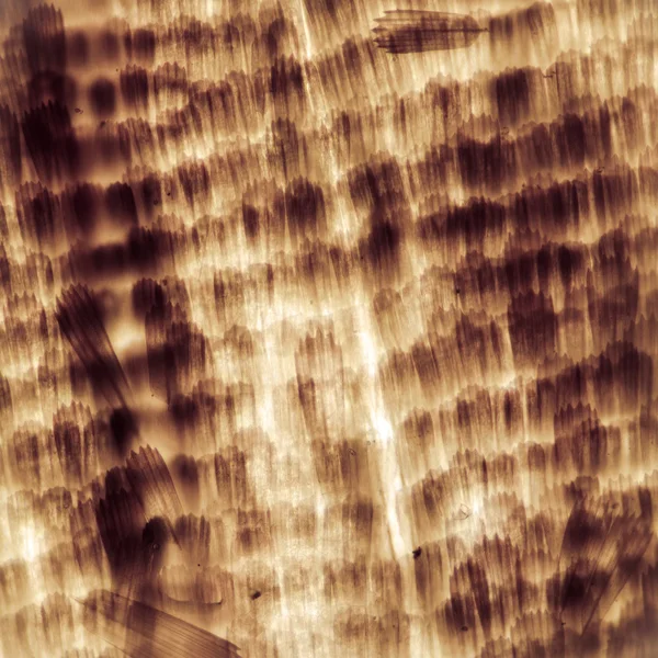 Микрограф крыльев моли — стоковое фото