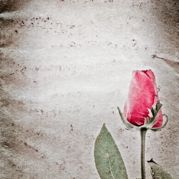 Red rose flower old grunge paper texture — Stock Photo, Image
