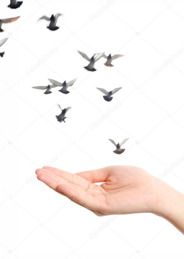 flying dove with open hand