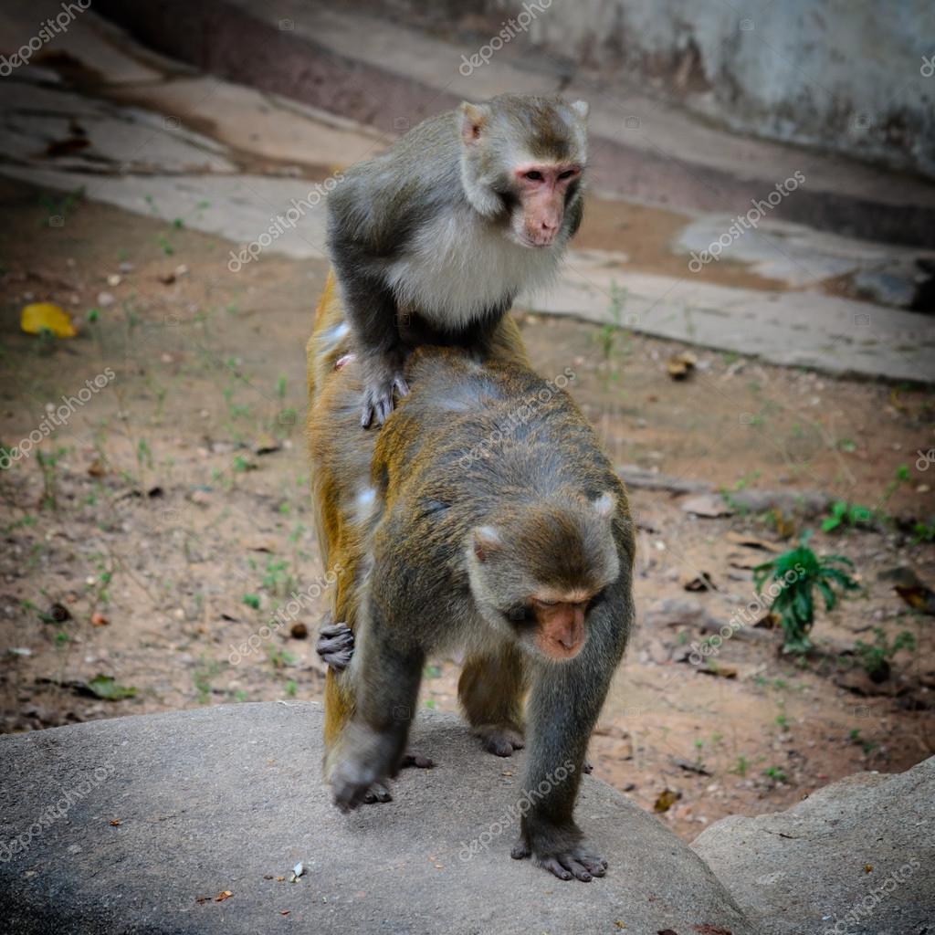 Two Monkeys Having Sex
