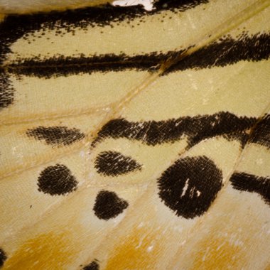 Kelebek kanadı desen doku