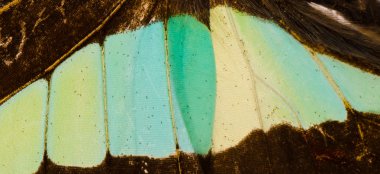 Kelebek kanadı desen doku