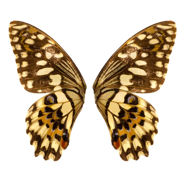 Pillangó szárnya — Stock Fotó