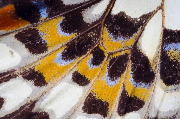 Butterfly wing pattern texture — Stock Photo, Image