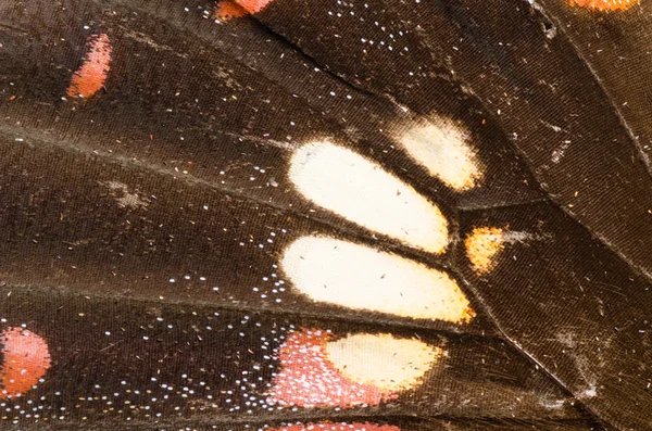 Motýlí křídla vzorku textury — Stock fotografie