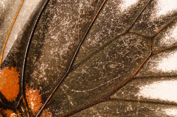 Butterfly wing pattern texture — Stock Photo, Image