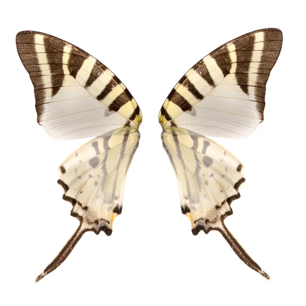 나비 날개 — 스톡 사진