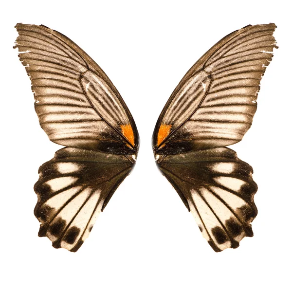 蝴蝶翅膀 — 图库照片