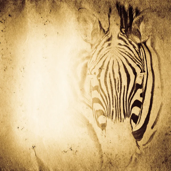 Vahşi aniaml zebra eski kağıt doku — Stok fotoğraf
