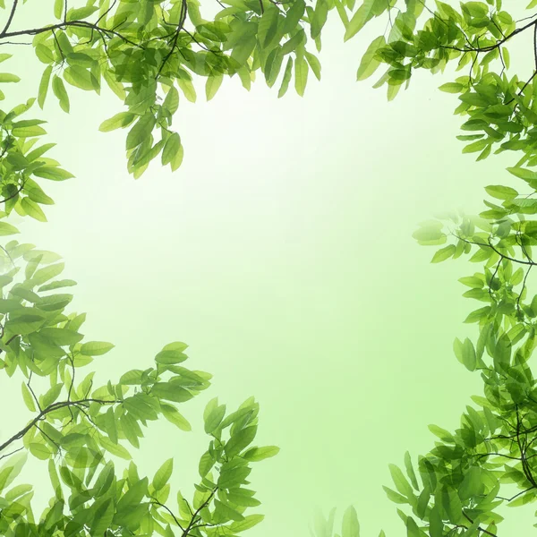 봄 자연 녹색 잎 — 스톡 사진
