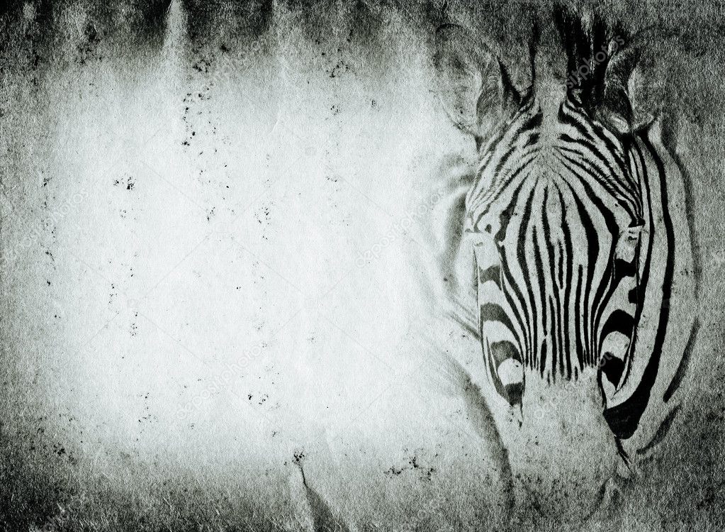 wild aniaml zebra old grunge paper texture