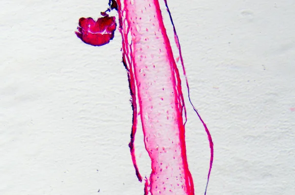 Ostéocyte des cellules osseuses — Photo