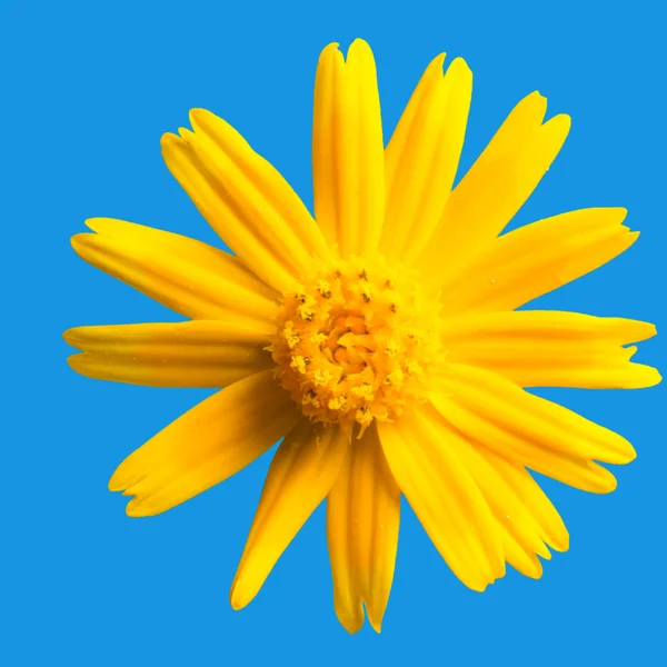 Fiore margherita giallo — Foto Stock