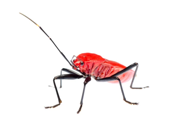 赤のカメムシ、melamphaus rubrocinctus — ストック写真