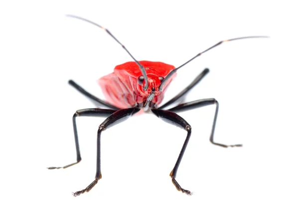 Percevejo fedor vermelho, Melamphaus rubrocinctus — Fotografia de Stock