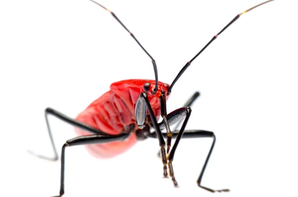 Percevejo fedor vermelho, Melamphaus rubrocinctus — Fotografia de Stock