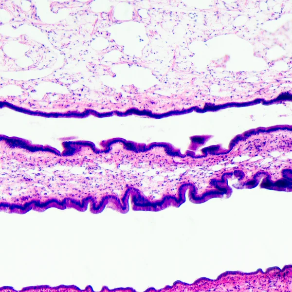 Cilliated epithelium tissue — Stock Photo, Image