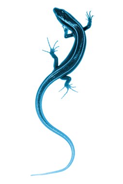 Mavi kuyruk skink kertenkele