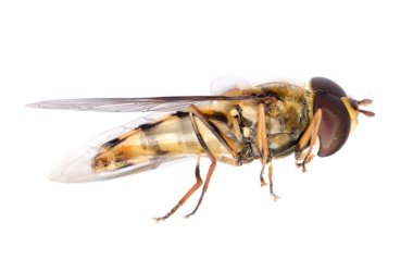 hoverfly uç