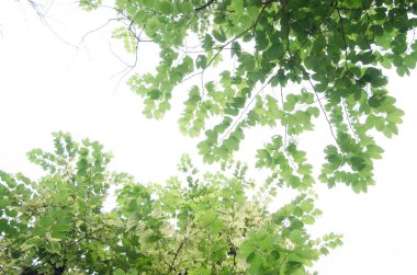 taze yeşil yapraklar