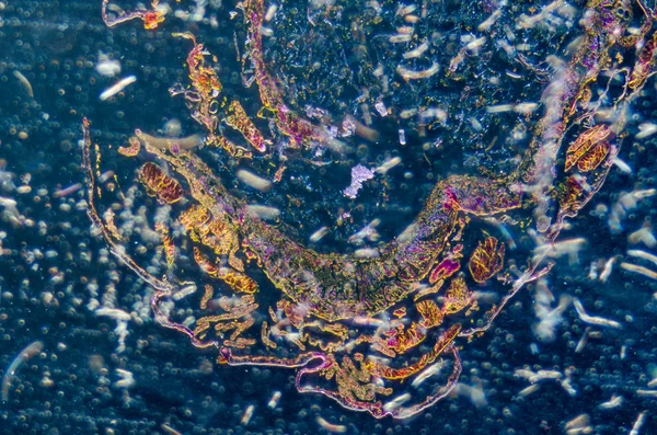 Micrografo de insectos sección transversal del cuerpo, oruga de polilla —  Fotos de Stock