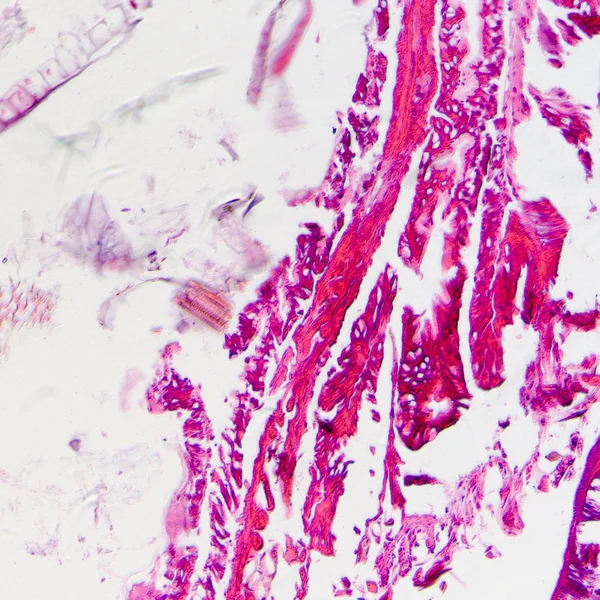 Micrografia de insetos seção transversal do corpo, lagarta de mariposa — Fotografia de Stock