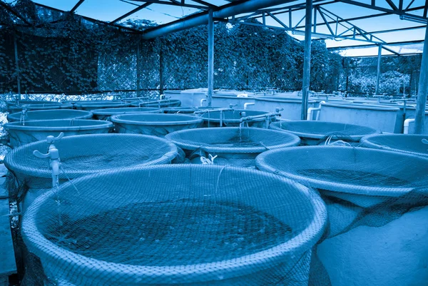 Agriculture aquaculture farm — Stock Photo, Image