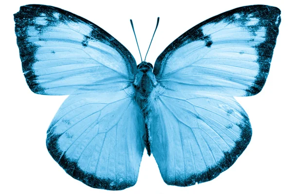 Papillon isolé — Photo