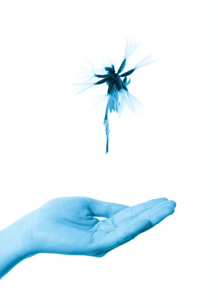 Flying dandelion on open hand — Stock Photo, Image