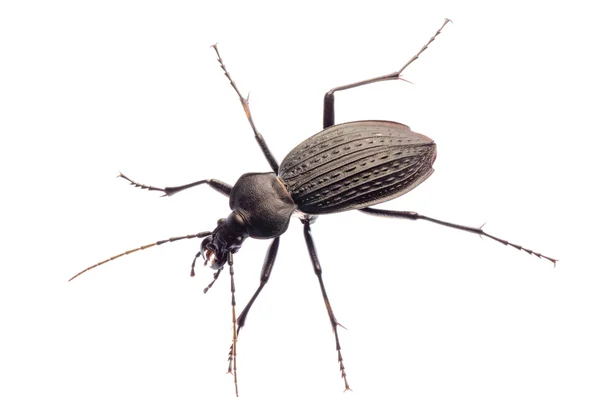 地面のカブトムシの昆虫 — ストック写真