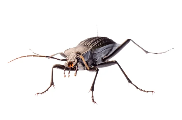 Böcek zemin böceği — Stok fotoğraf