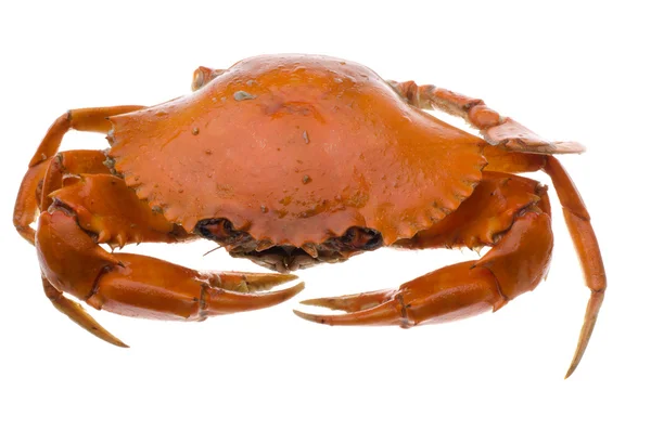 Crabe rouge — Photo