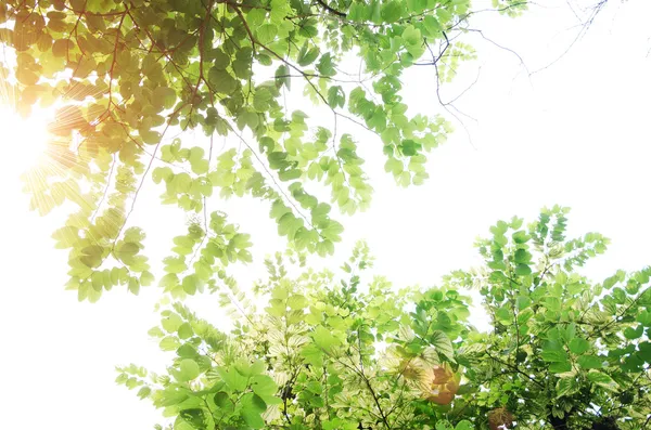 Fresh green leaves — Stock Photo, Image