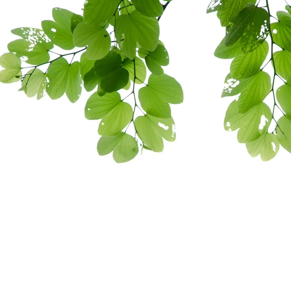 Fresh green leaves — Stock Photo, Image