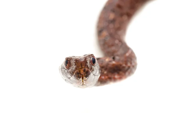 Cobra de cobra de areia roxa — Fotografia de Stock