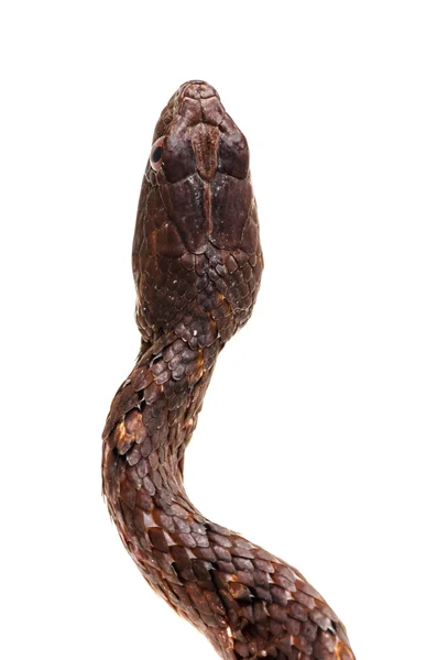 Piaski fioletowy wąż Kobra — Zdjęcie stockowe