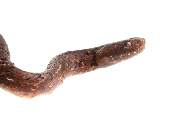 Lila sands cobra snake — Stockfoto