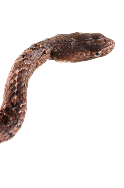 Lila sands cobra snake — Stockfoto