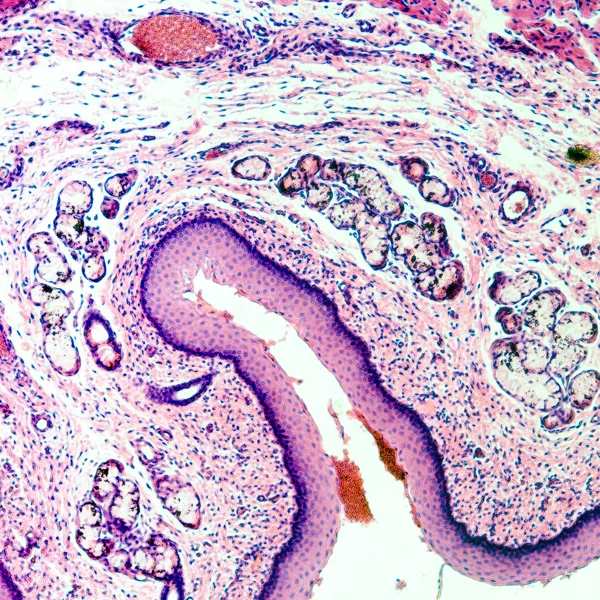 Epitelio squamoso stratificato — Foto Stock