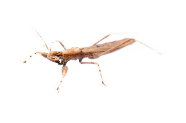 Εντόμων bug δολοφόνος — Φωτογραφία Αρχείου