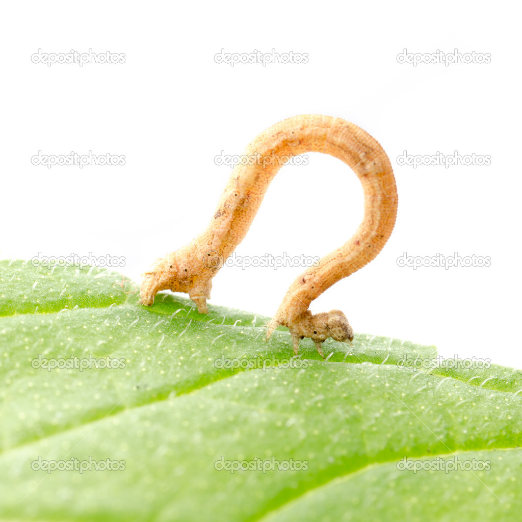 insect inchworms or loopers
