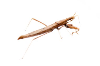 böcek assassin hata