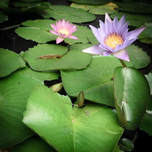 Lirio de agua — Foto de Stock